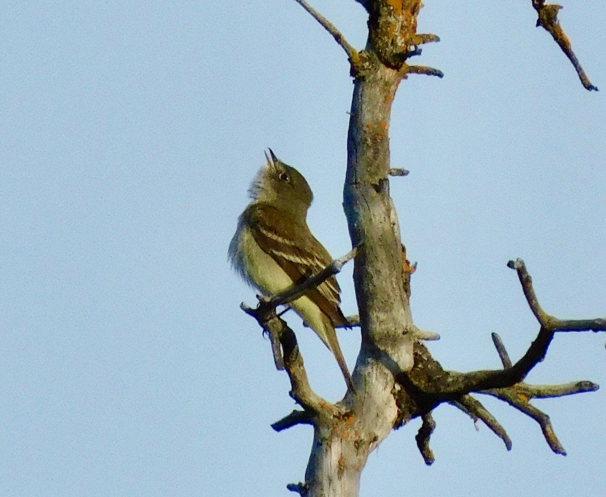 Alder Flycatcher - ML620891433