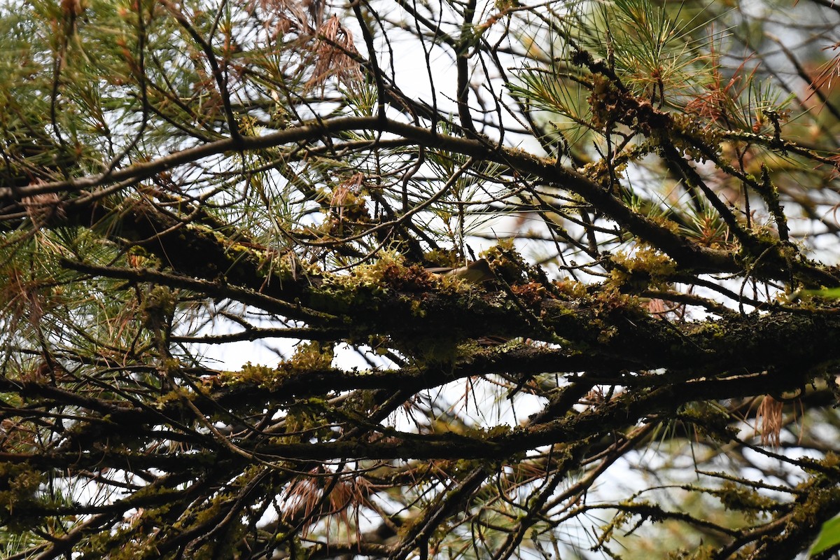 Cedar Waxwing - ML620891445