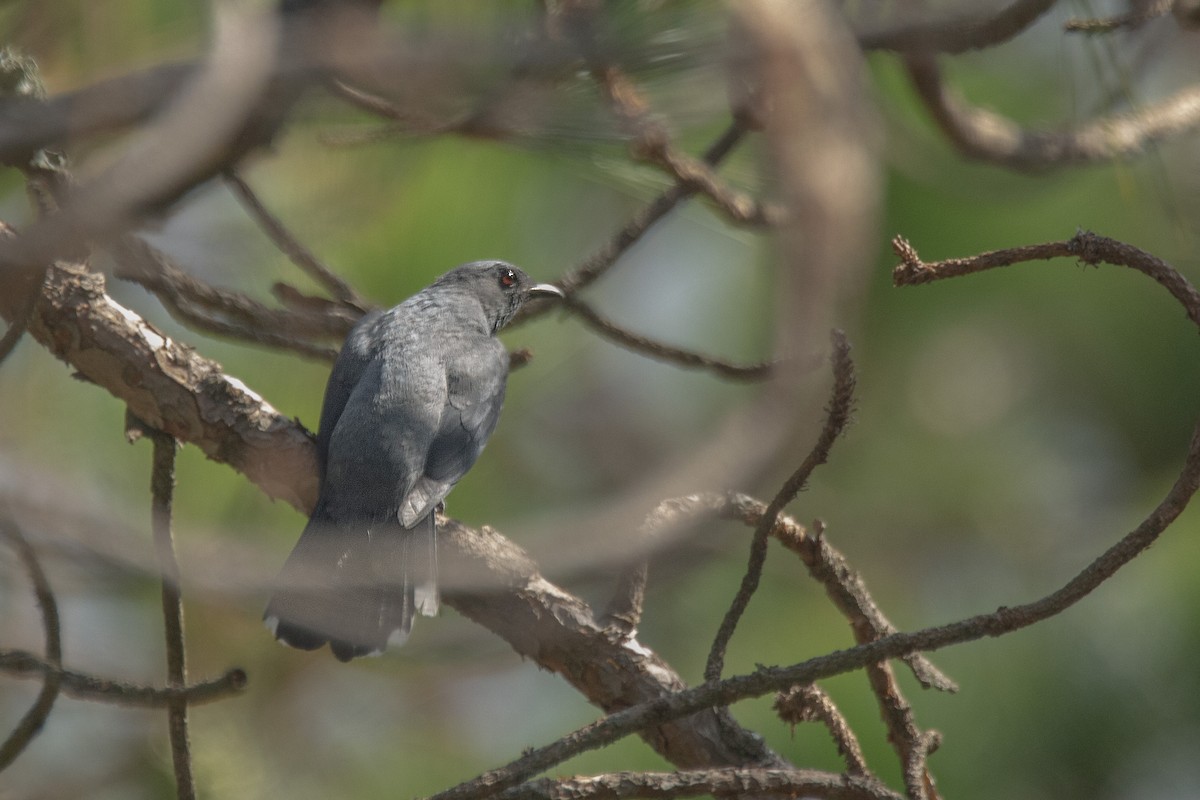 Black-winged Cuckooshrike - ML620891446