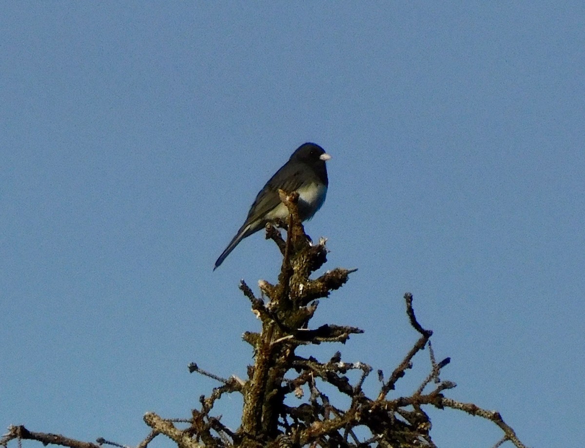 Dark-eyed Junco - Dan Bilderback