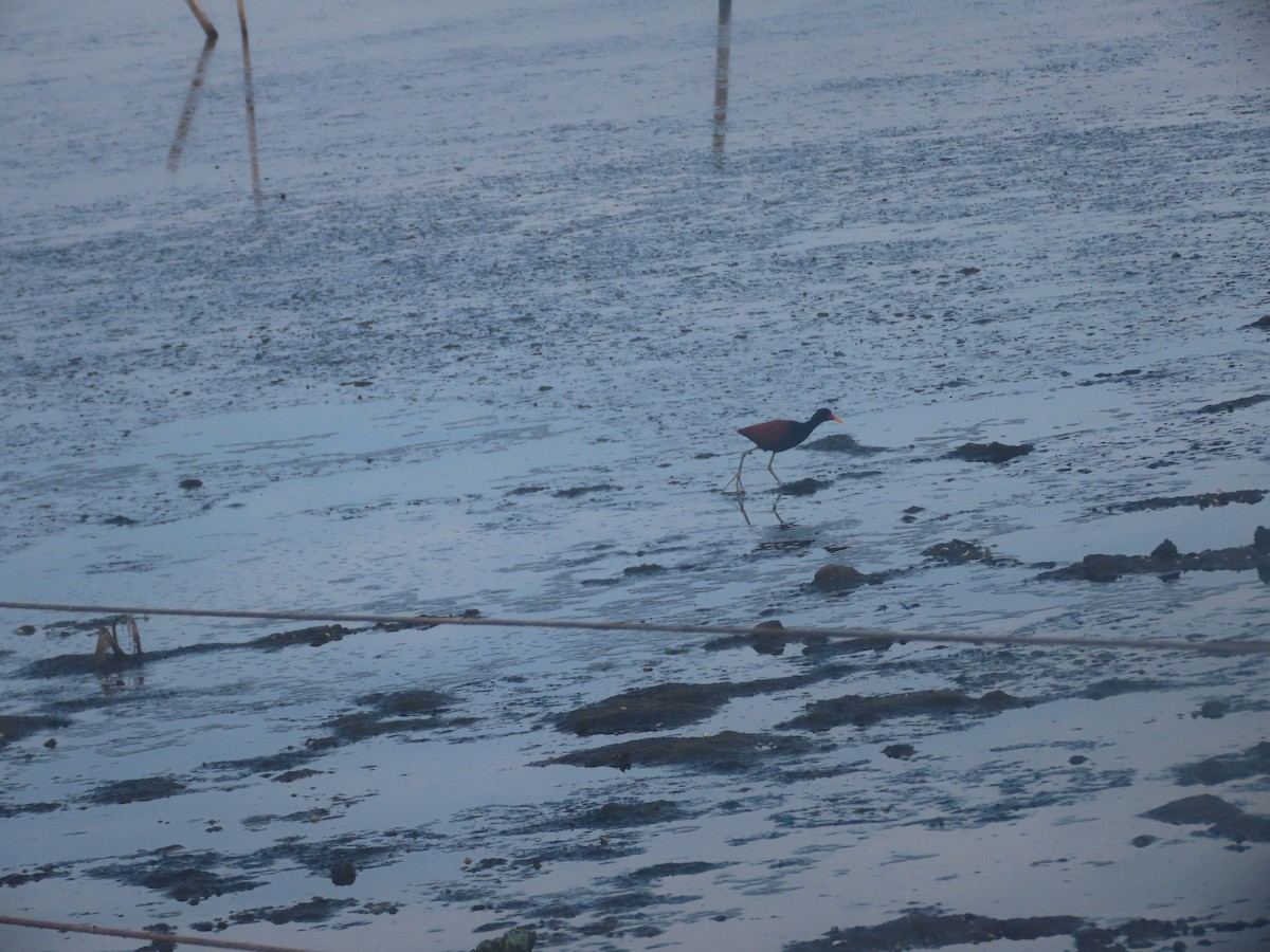 Wattled Jacana - ML620891448