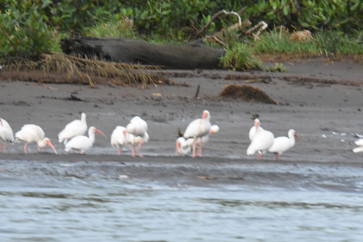 White Ibis - ML620891449