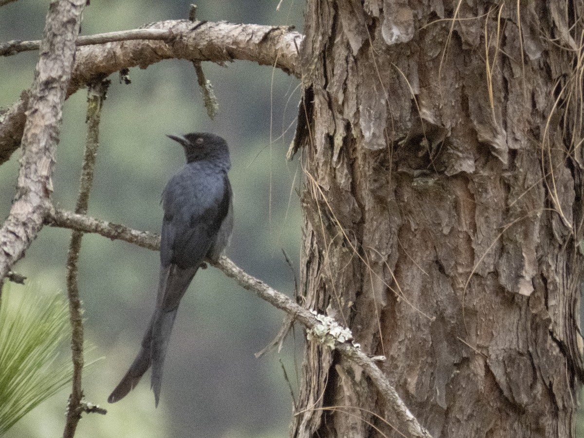 Ashy Drongo - Harmeet Basur