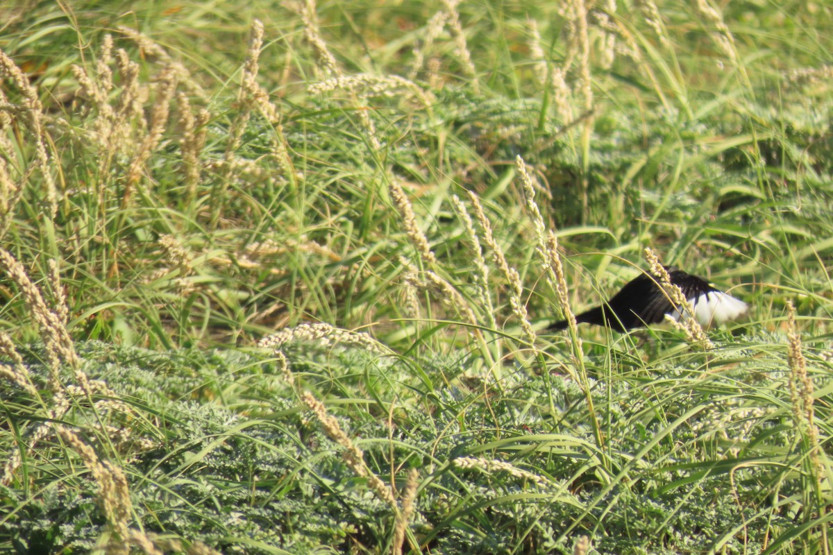 Spectacled Tyrant - ML620891456