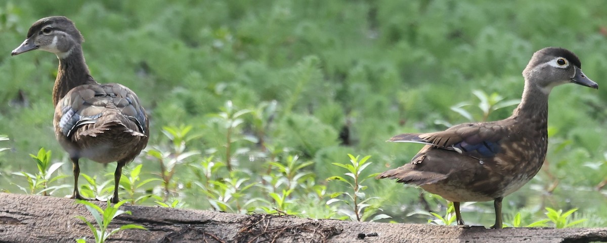 Wood Duck - ML620891459