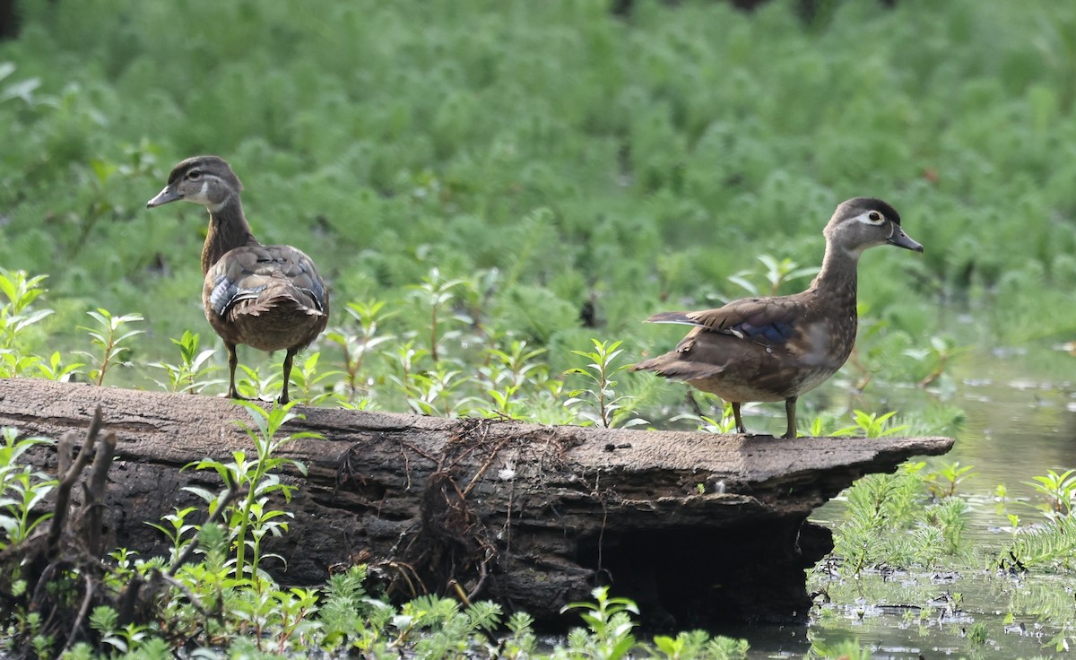 Wood Duck - ML620891460