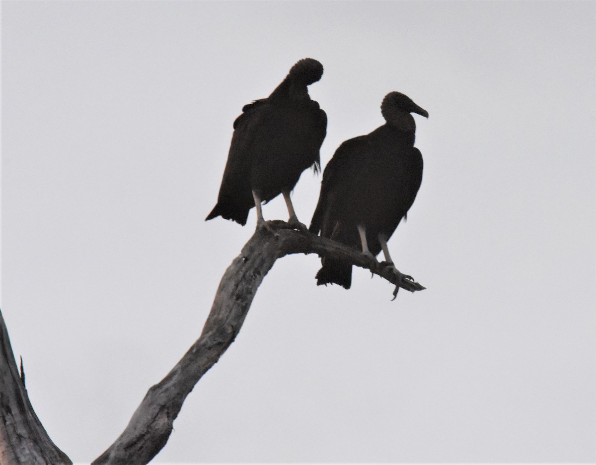 Black Vulture - ML620891461