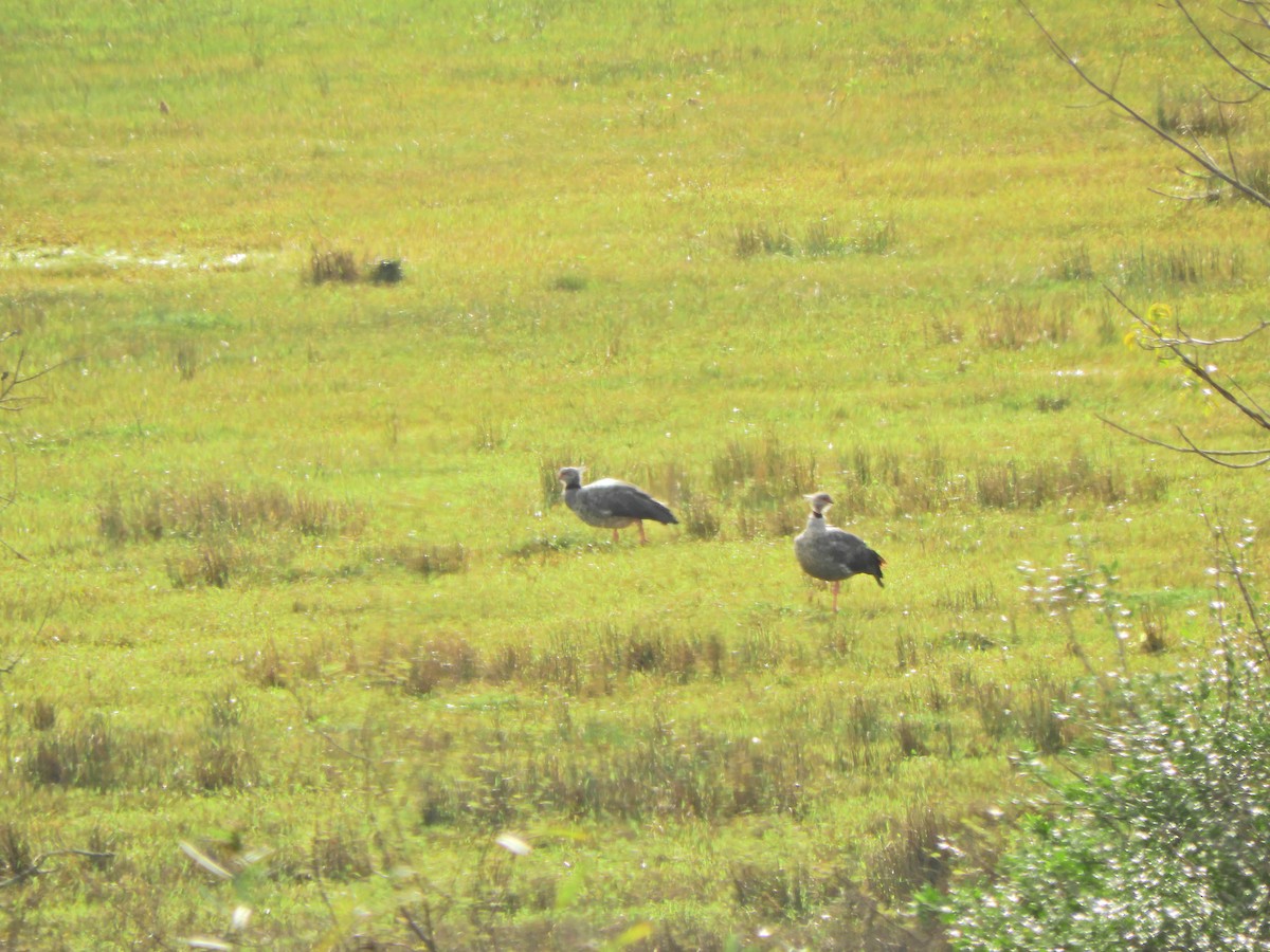 Southern Screamer - ML620891462