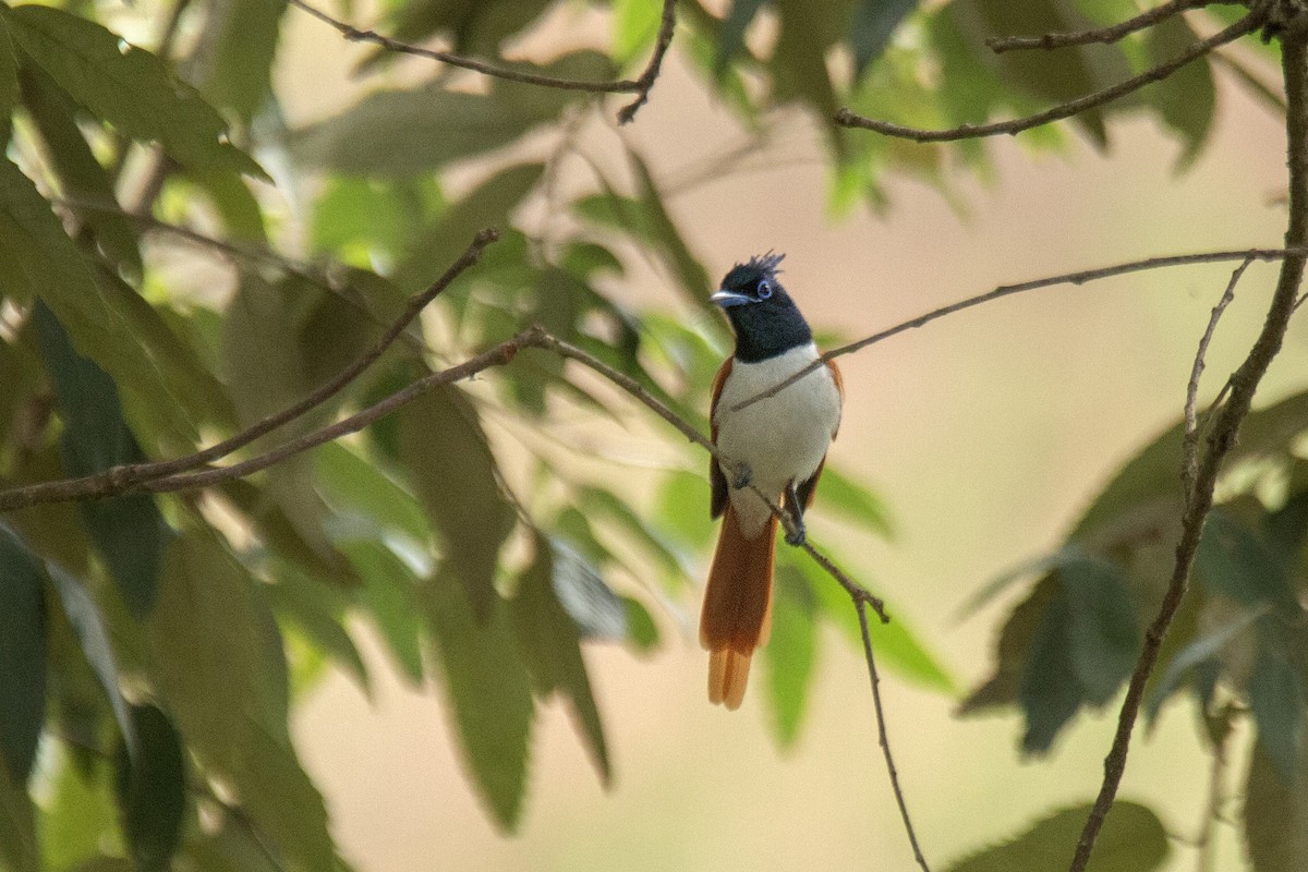 Indian Paradise-Flycatcher - ML620891463