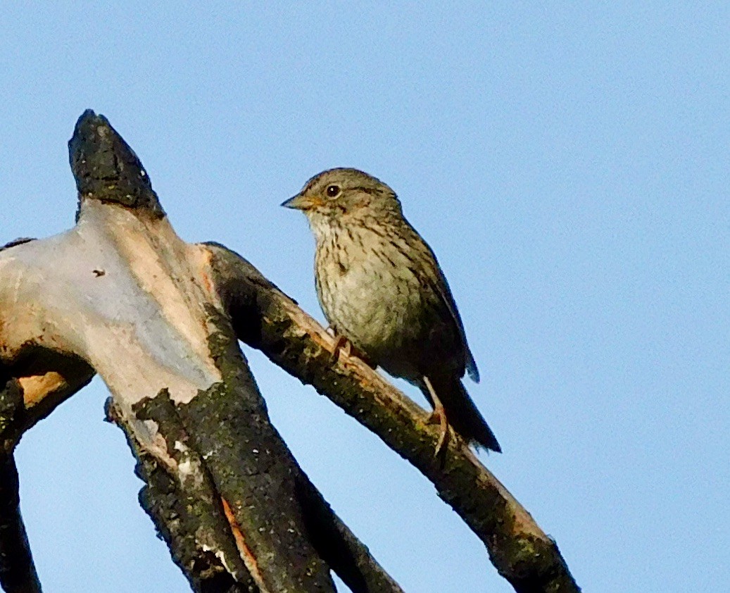 Lincoln's Sparrow - ML620891464