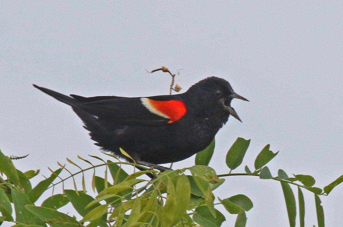 Red-winged Blackbird - ML620891465