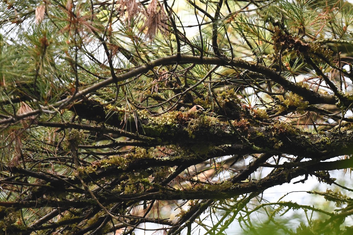 Cedar Waxwing - ML620891466