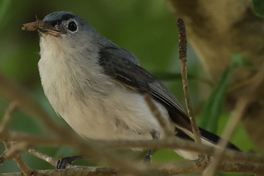 Blue-gray Gnatcatcher - ML620891467