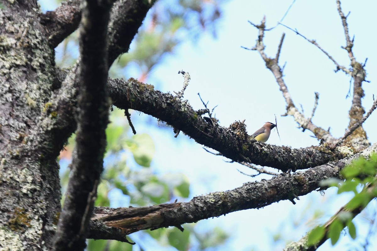 Cedar Waxwing - ML620891468