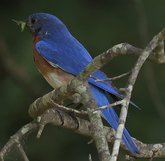 Eastern Bluebird - ML620891470