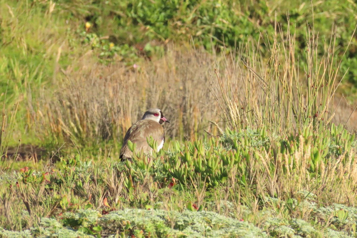 Southern Lapwing - ML620891471