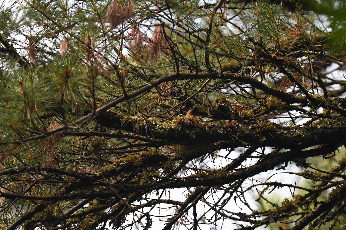 Cedar Waxwing - ML620891472