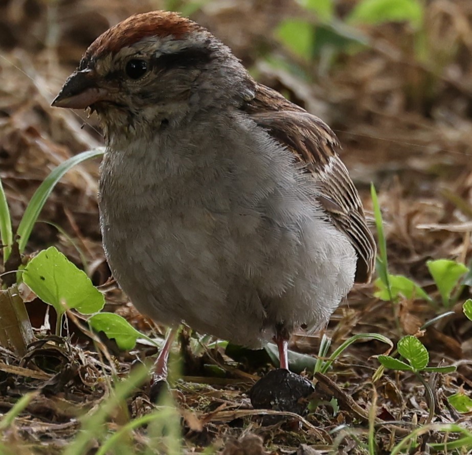 Chipping Sparrow - ML620891474