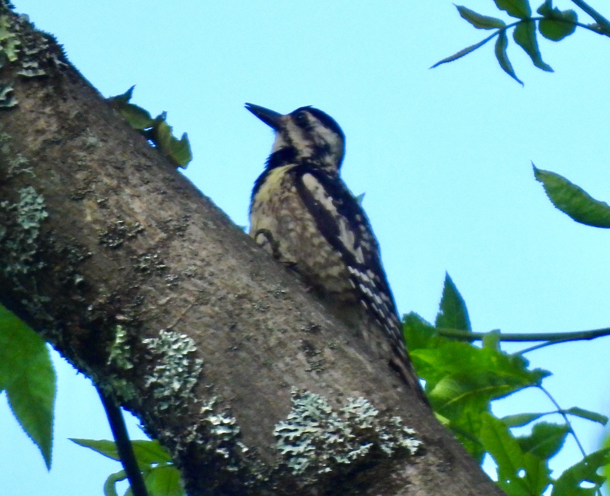 Yellow-bellied Sapsucker - ML620891475