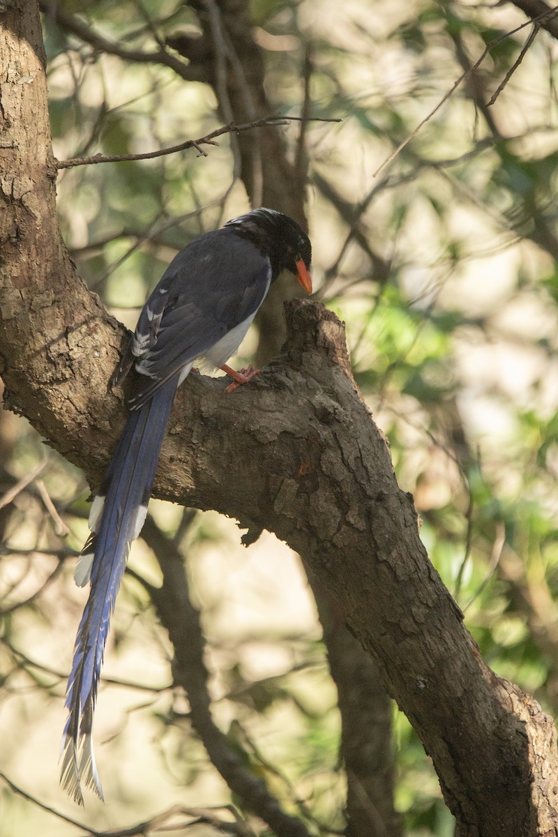 Red-billed Blue-Magpie - ML620891478