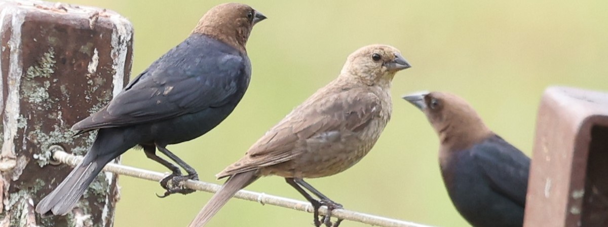 Brown-headed Cowbird - ML620891479