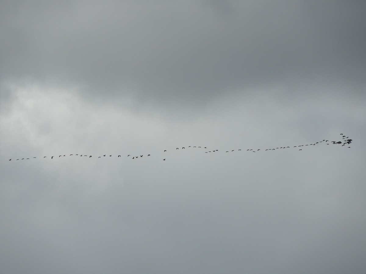 White-faced Ibis - ML620891481