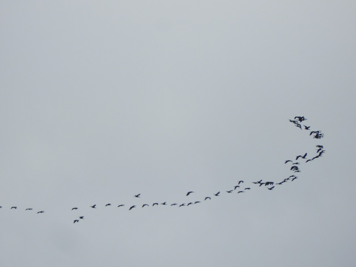 White-faced Ibis - ML620891482