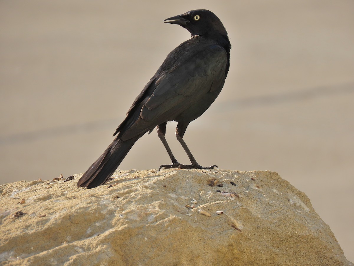 Brewer's Blackbird - ML620891483