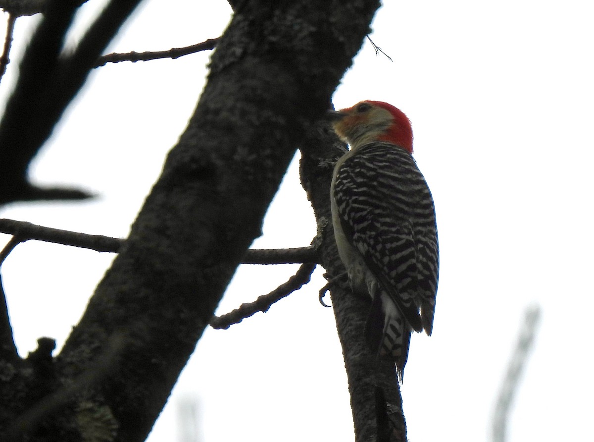 Red-bellied Woodpecker - ML620891485