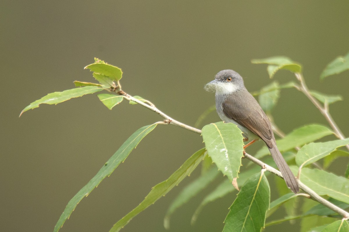 Gray-breasted Prinia - ML620891486