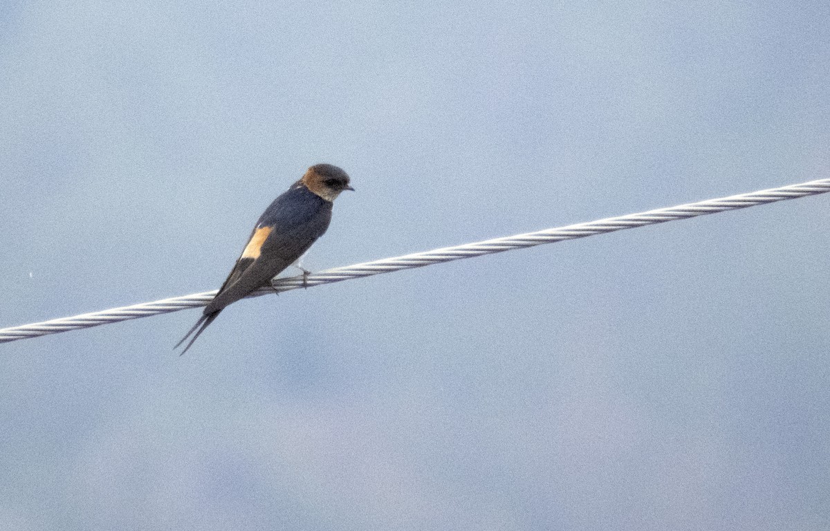 Red-rumped Swallow - ML620891490