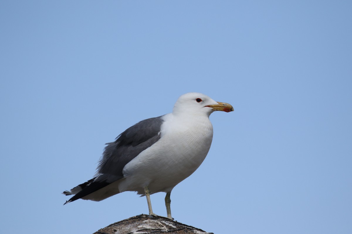 Gaviota Californiana - ML620891494