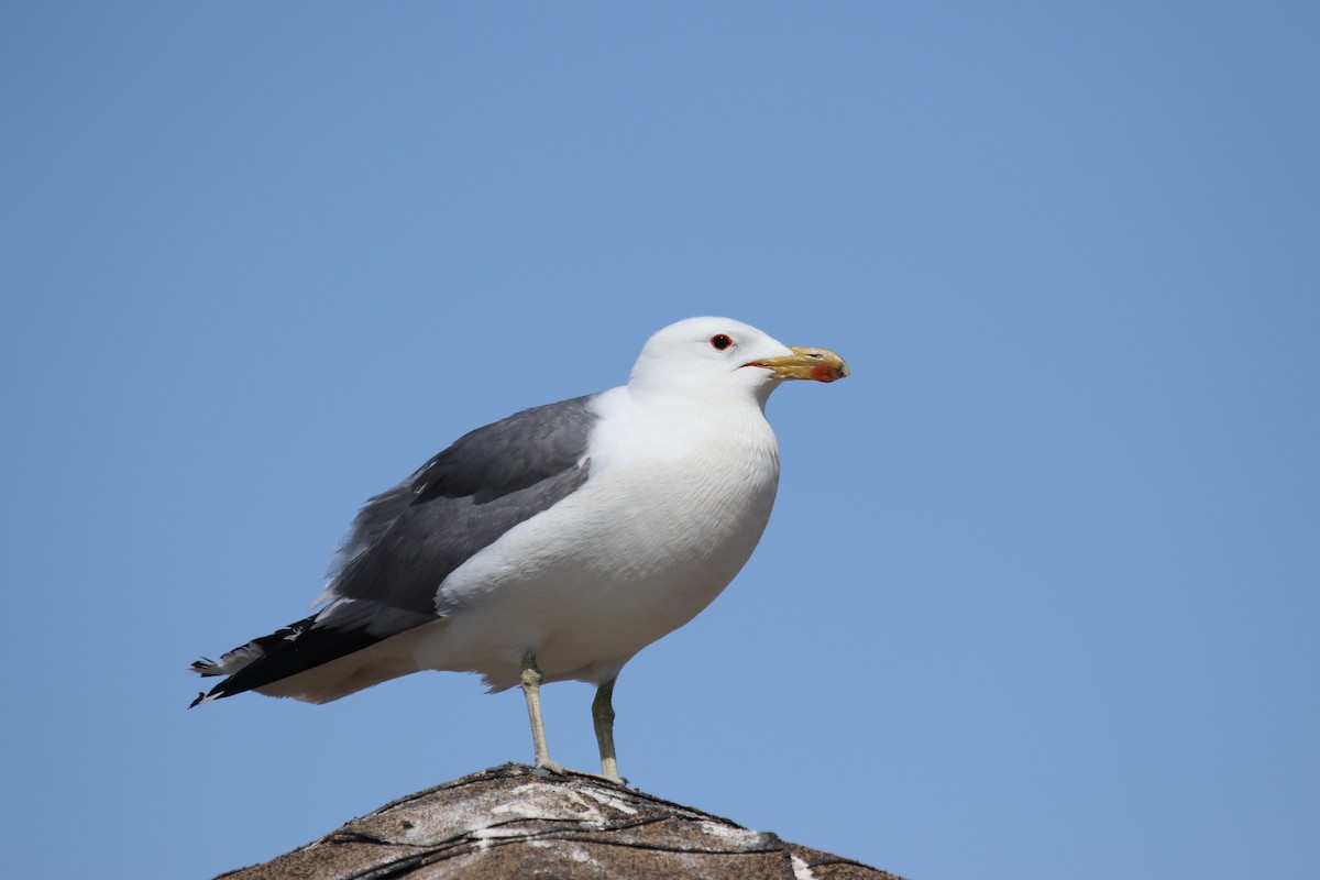 Gaviota Californiana - ML620891495