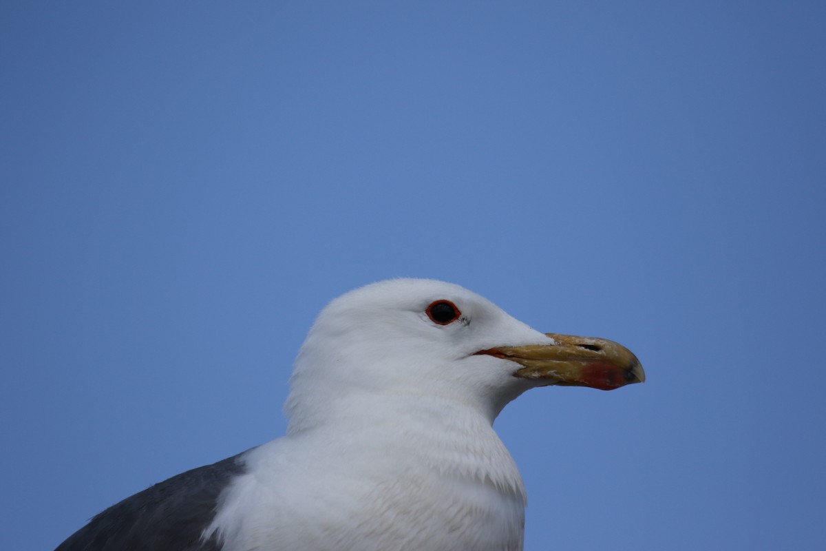 Gaviota Californiana - ML620891496