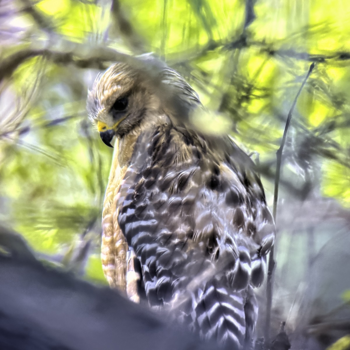 Red-shouldered Hawk - ML620891497