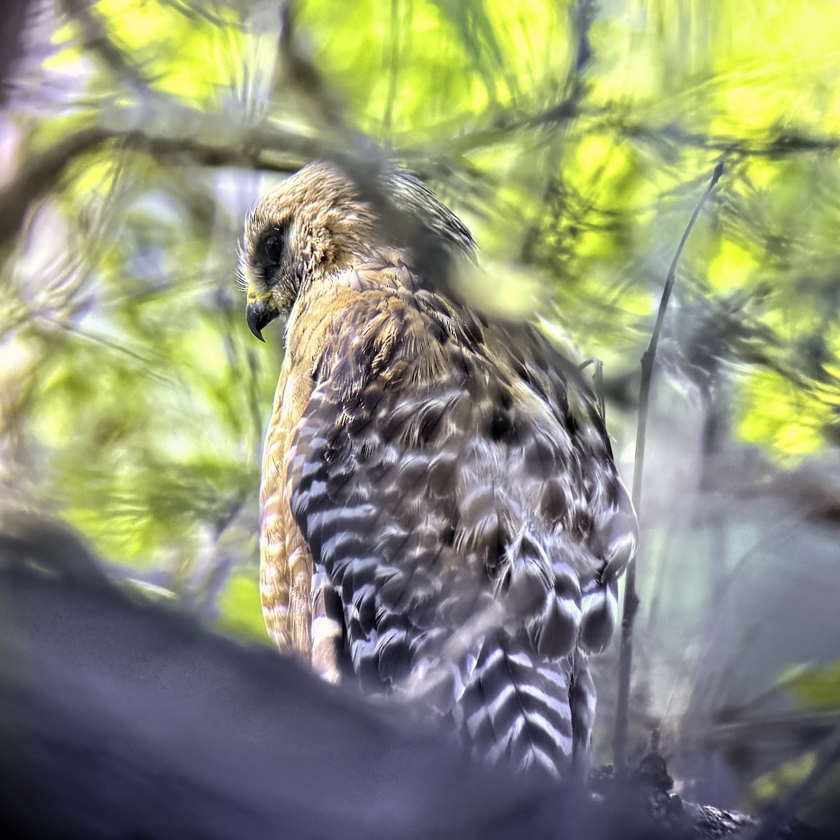 Red-shouldered Hawk - ML620891498