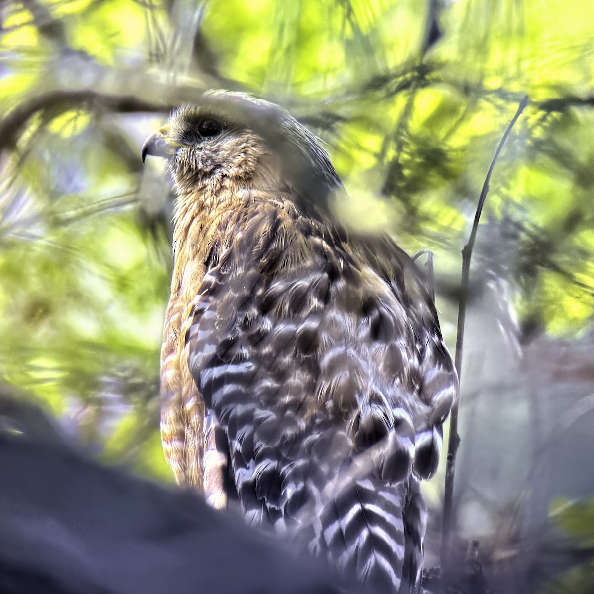 Red-shouldered Hawk - ML620891499