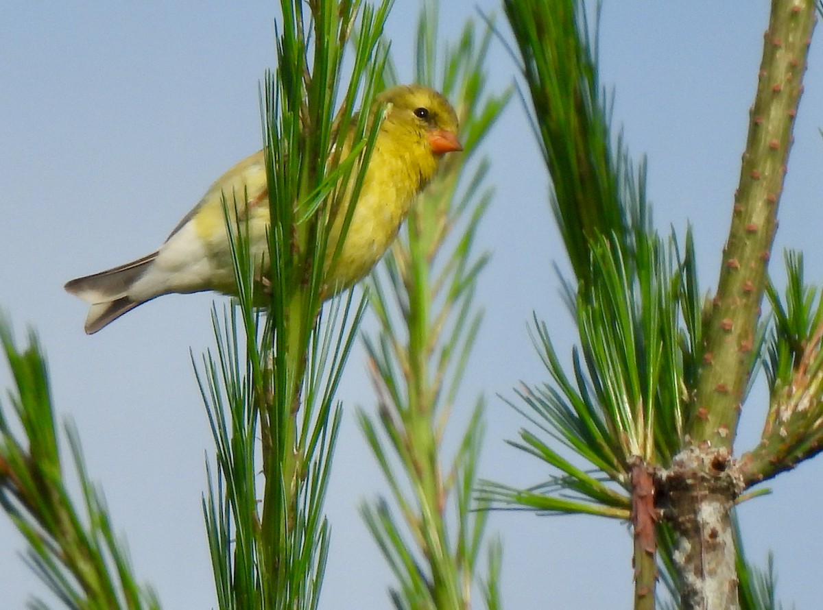 Chardonneret jaune - ML620891501