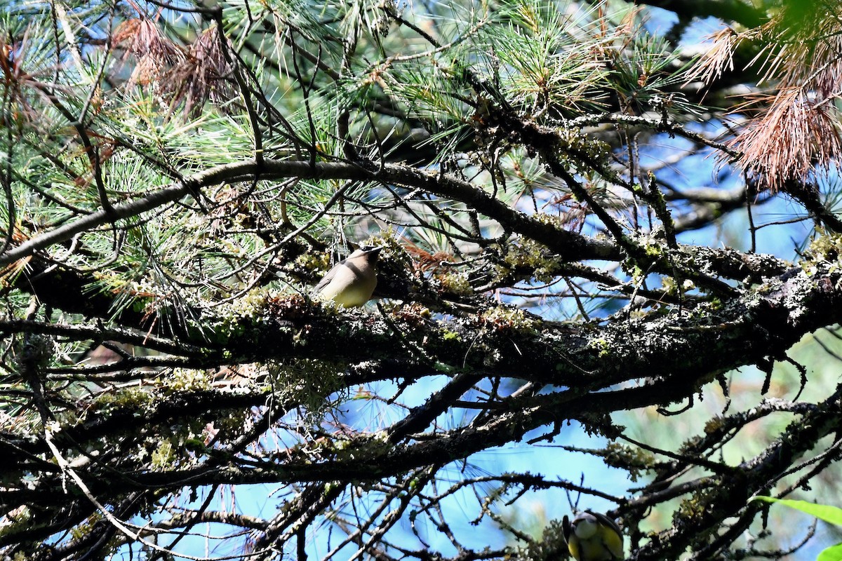 Cedar Waxwing - ML620891502