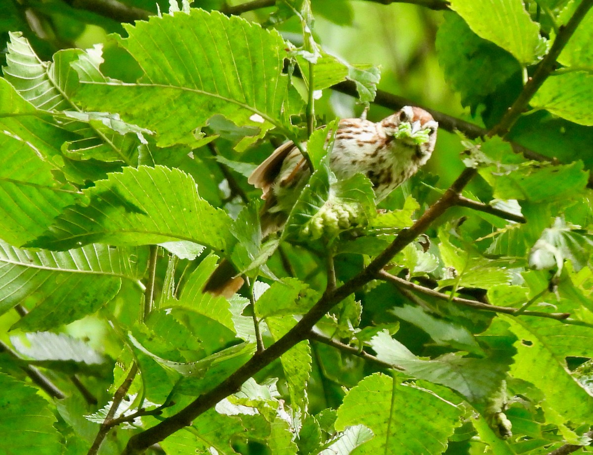 Song Sparrow - ML620891504