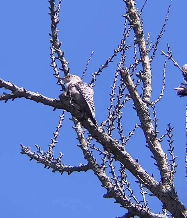 Red-bellied Woodpecker - ML620891505