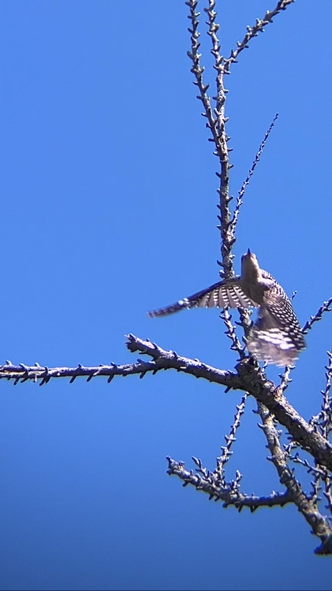 Red-bellied Woodpecker - ML620891506