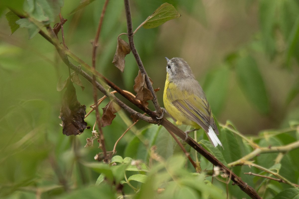 Gray-hooded Warbler - ML620891507