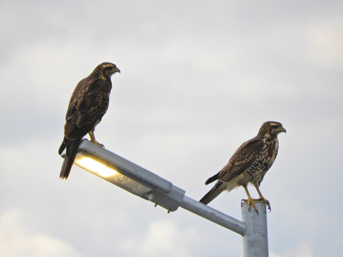 Harris's Hawk - ML620891508