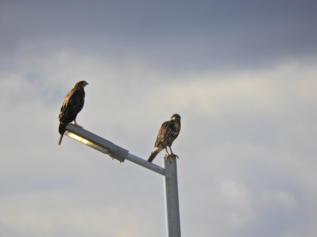 Harris's Hawk - ML620891509