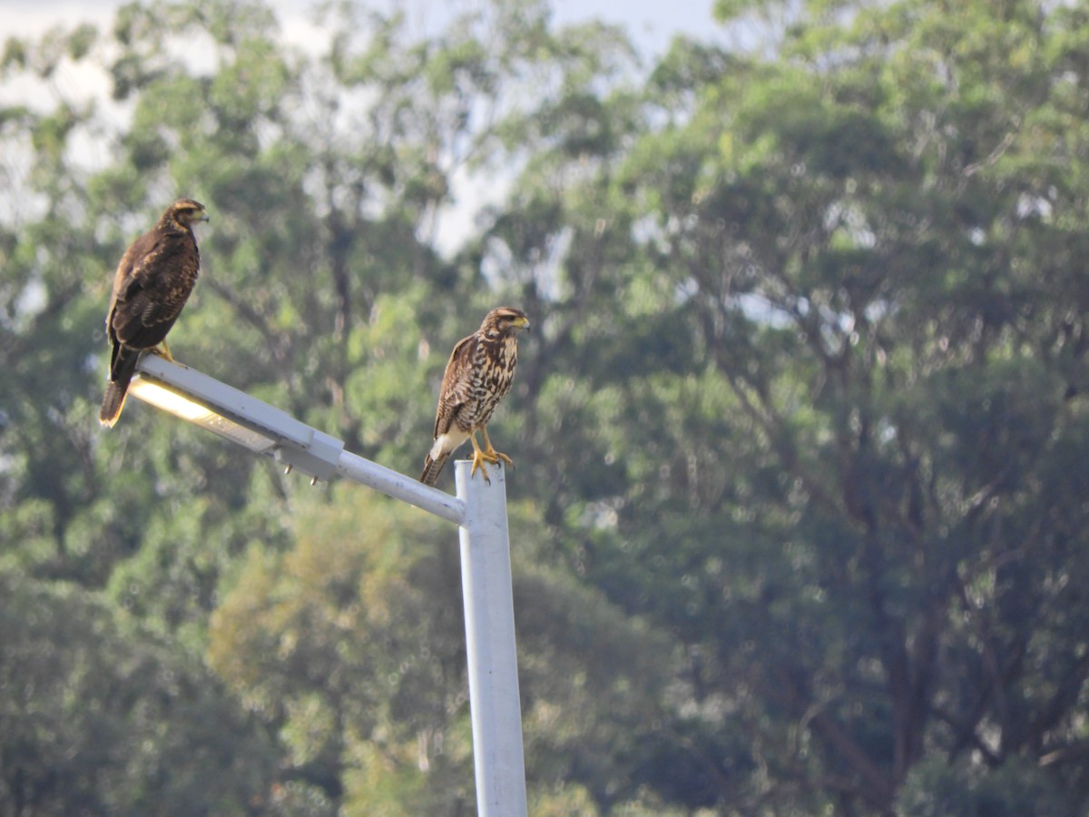 Harris's Hawk - ML620891511