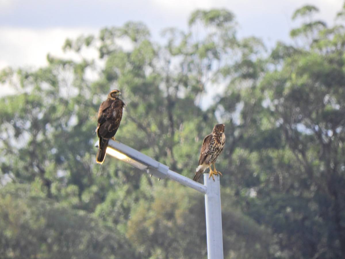 Harris's Hawk - ML620891512