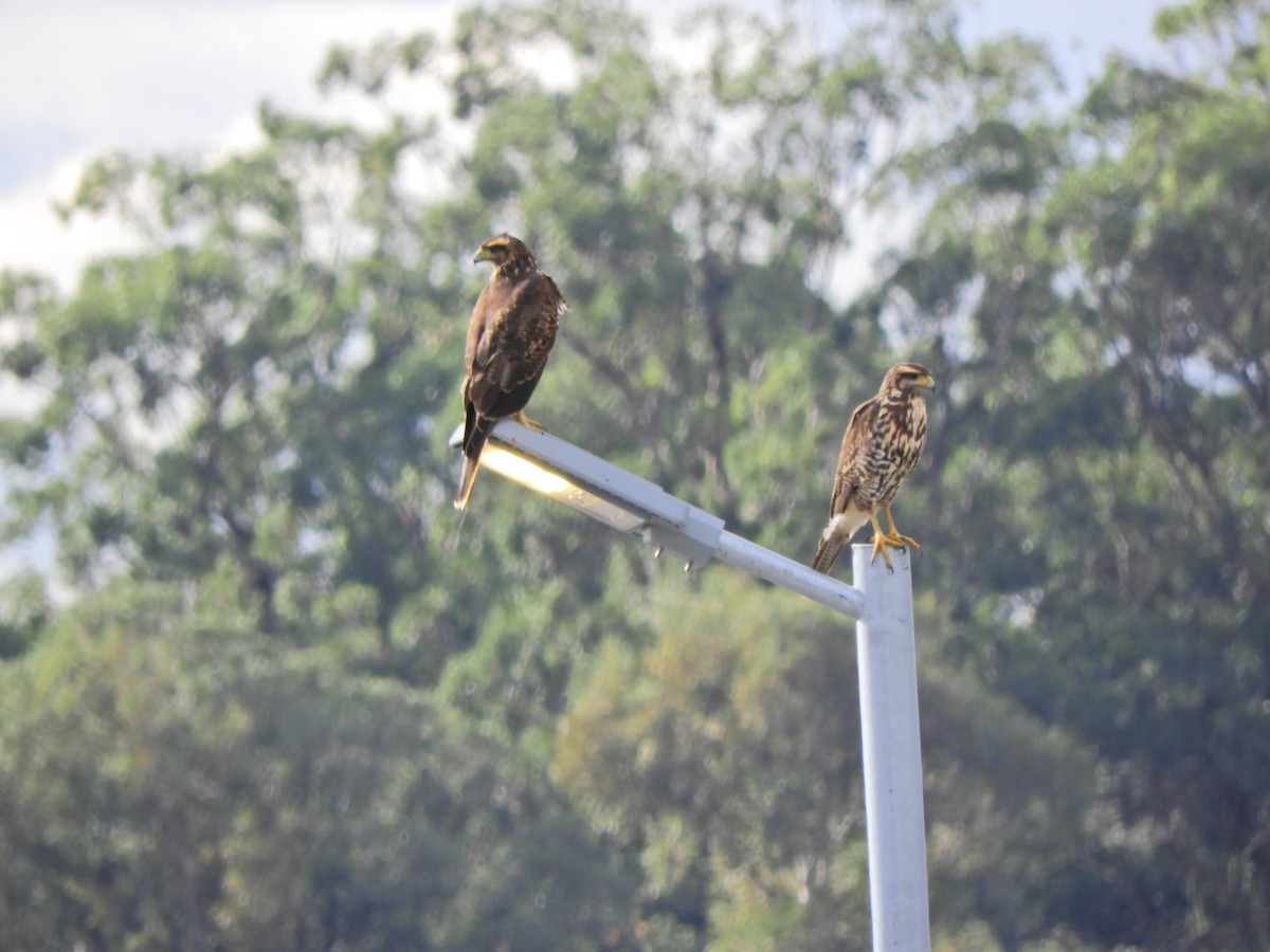 Harris's Hawk - ML620891513