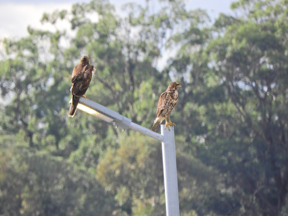 Harris's Hawk - ML620891514