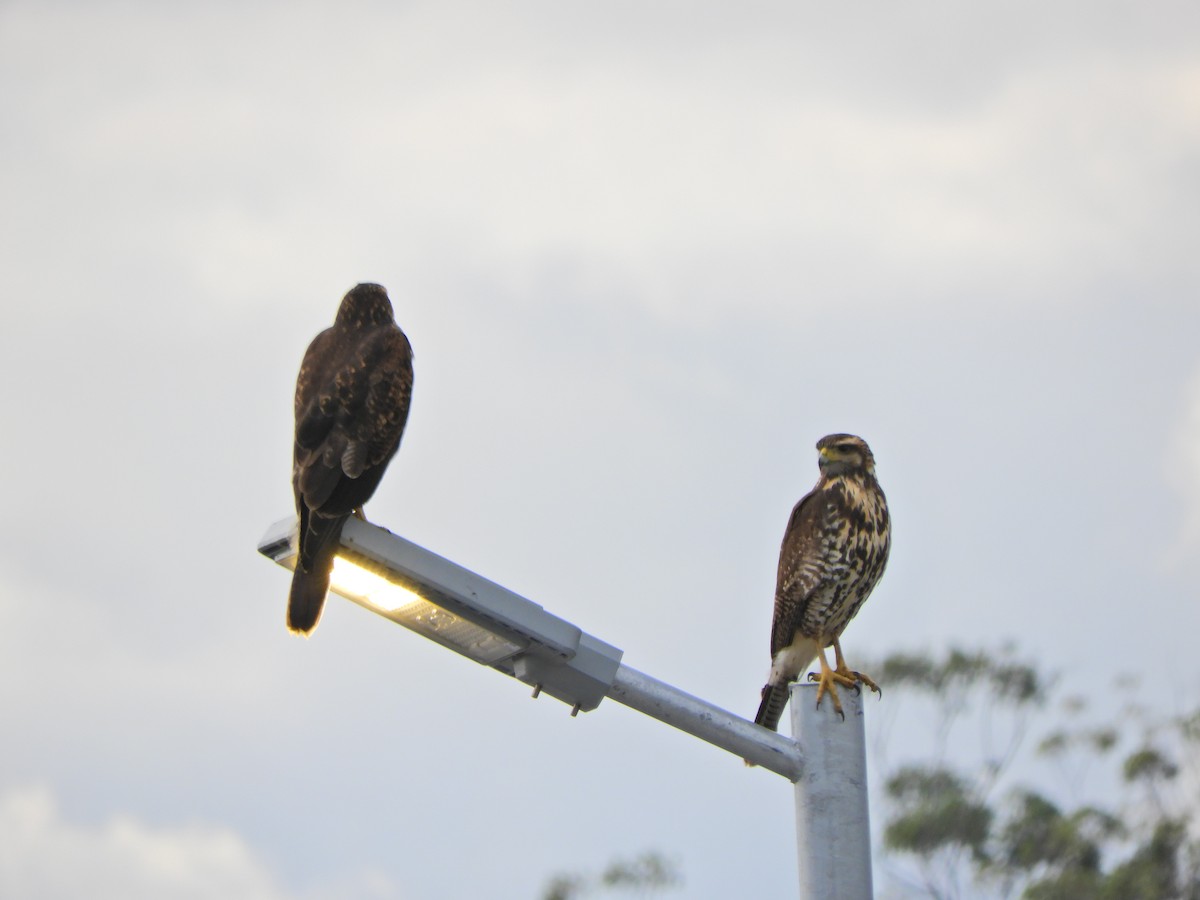 Harris's Hawk - ML620891515